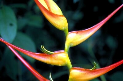 Costa Rica Rainforest 2