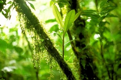 Costa Rica Rainforest 2