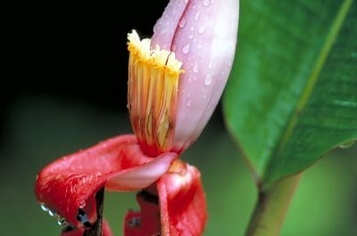 Costa Rica Rainforest 2
