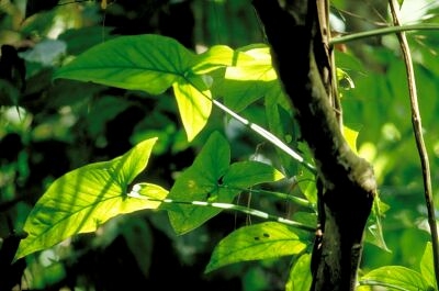 Costa Rica Rainforest 2