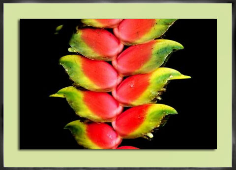 Costa Rica Rainforest 1