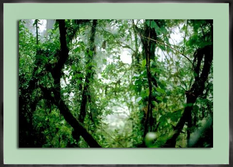 Costa Rica Rainforest 1