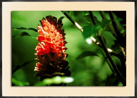 Costa Rica Rainforest 1