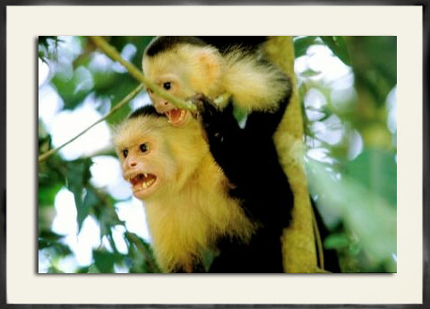 Costa Rica Rainforest 2