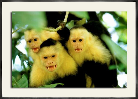 Costa Rica Rainforest 2