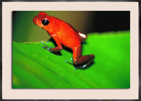 Costa Rica Rainforest 2