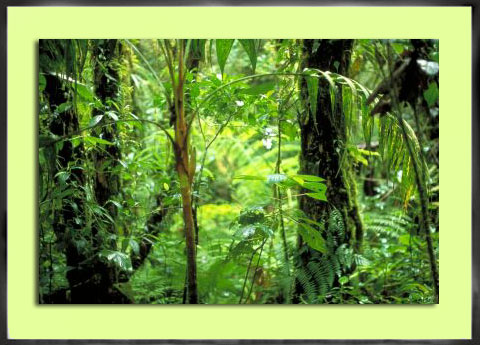 Costa Rica Rainforest 2