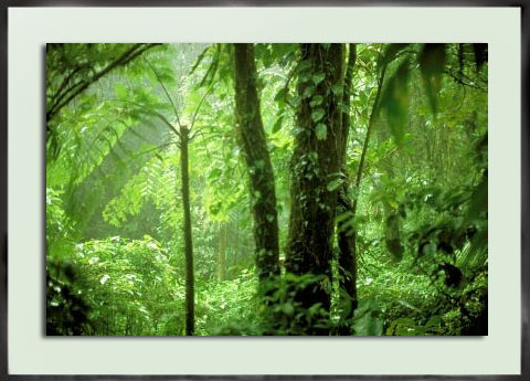 Costa Rica Rainforest 2