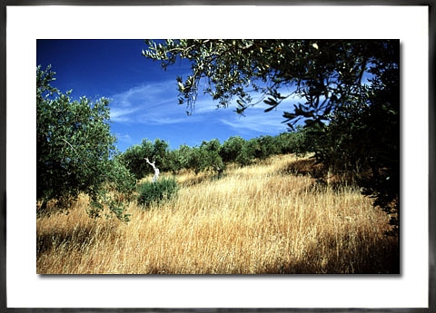 Sizilien-Bild fehlt!